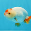 Red White Lionchu Male 3.5 inches #0906LC_04