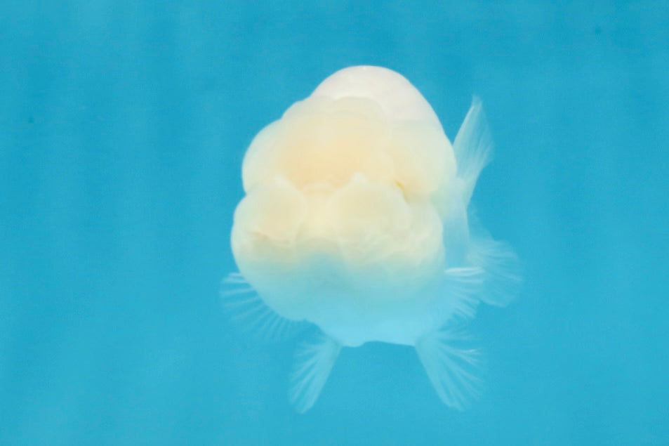 Snow White Lionchu Female 3.5 inches #121925LC_01