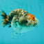 Special Pepper Kirin Blue Base Ranchu Female 4.5 inches #1018LC_10