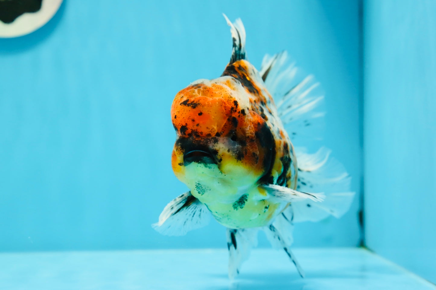 A Grade Tiger Calico Godzilla Oranda Male 5.5 inches #1027OR_16