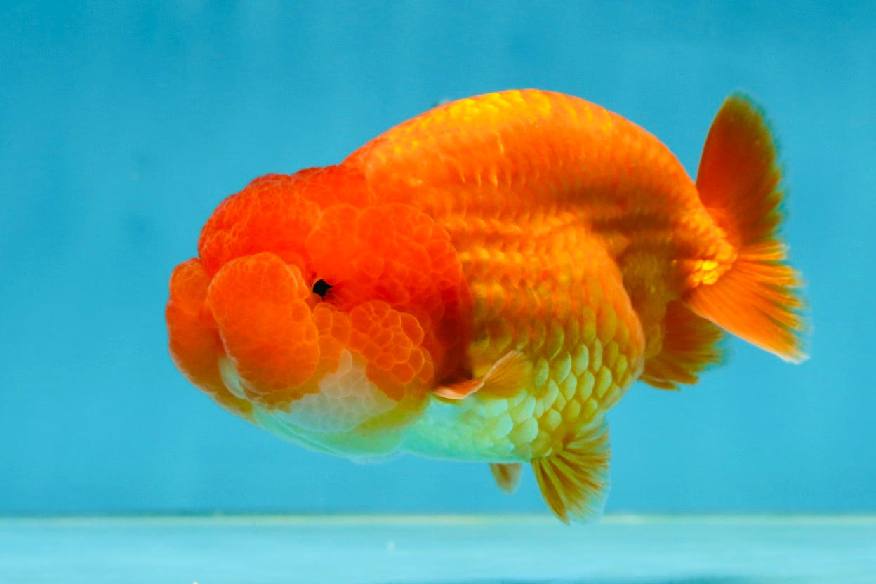 A Grade Solid Red LionKing 4 inches #062725LC_01