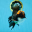 A Grade Lava Head Tricolor Oranda Male 5-5.5 inches #020725OR_31