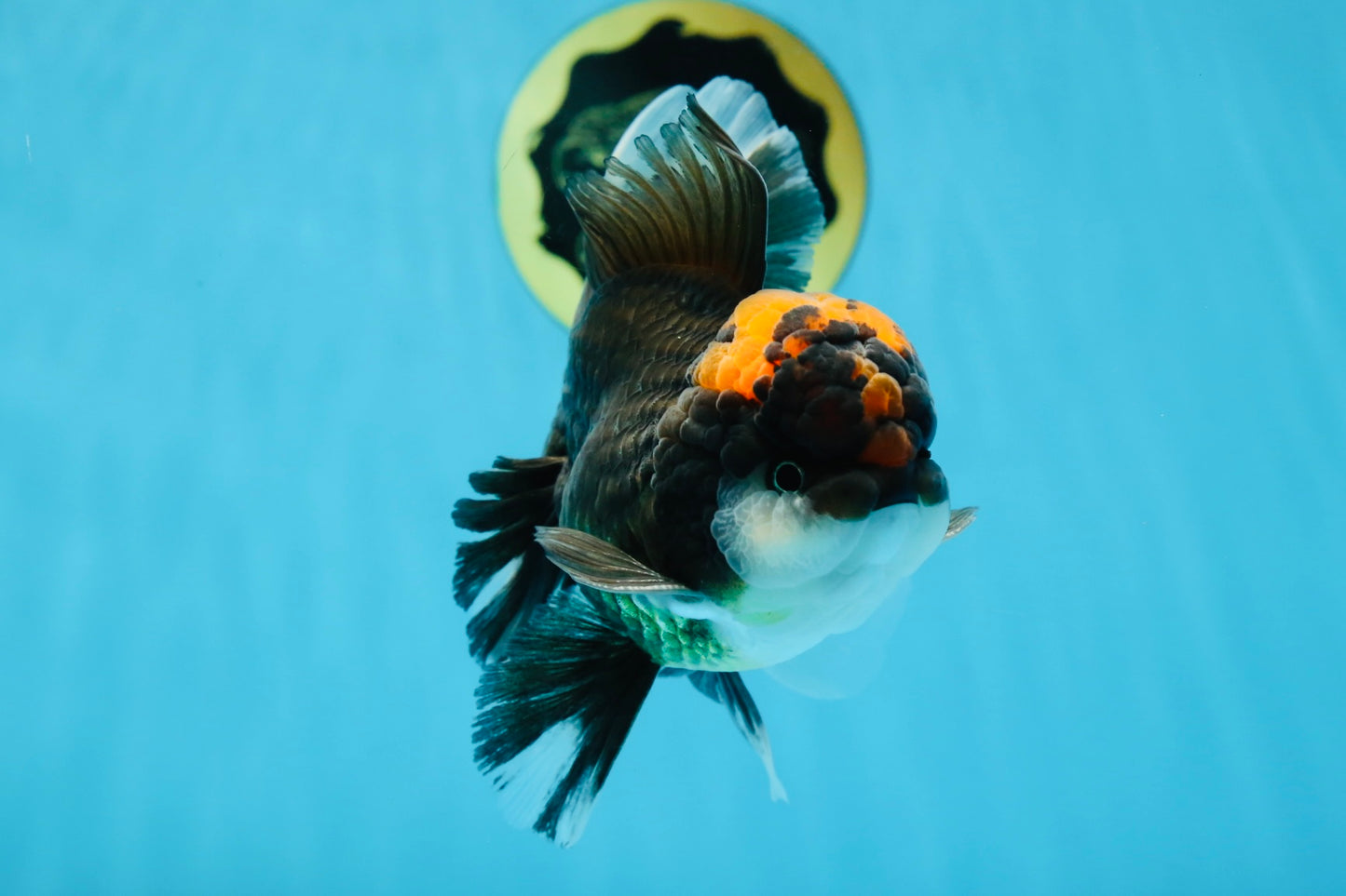 A Grade Lava Head Tricolor Oranda Male 5-5.5 inches #020725OR_31