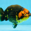 Tiger Chinese Ranchu Female 4.5-5 inches #101025RC_13