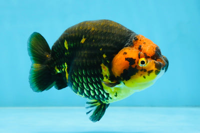 Tiger Chinese Ranchu Female 4.5-5 inches #101025RC_13