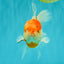 A Grade Tancho Sakura Oranda Male 5.5-6 inches #070626OR_15