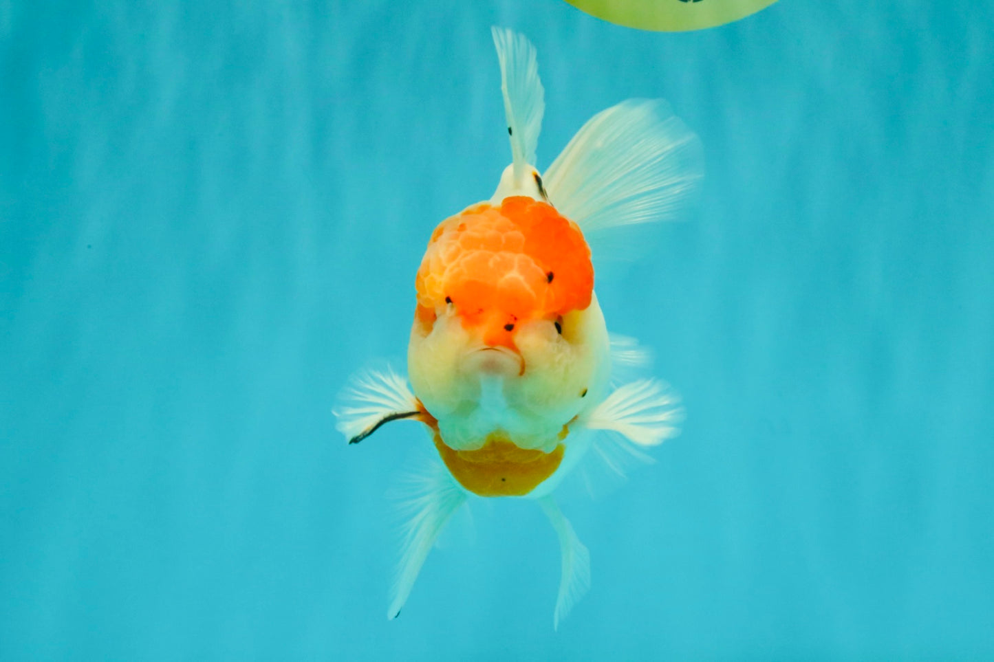 A Grade Tancho Sakura Oranda Male 5.5-6 inches #070626OR_15