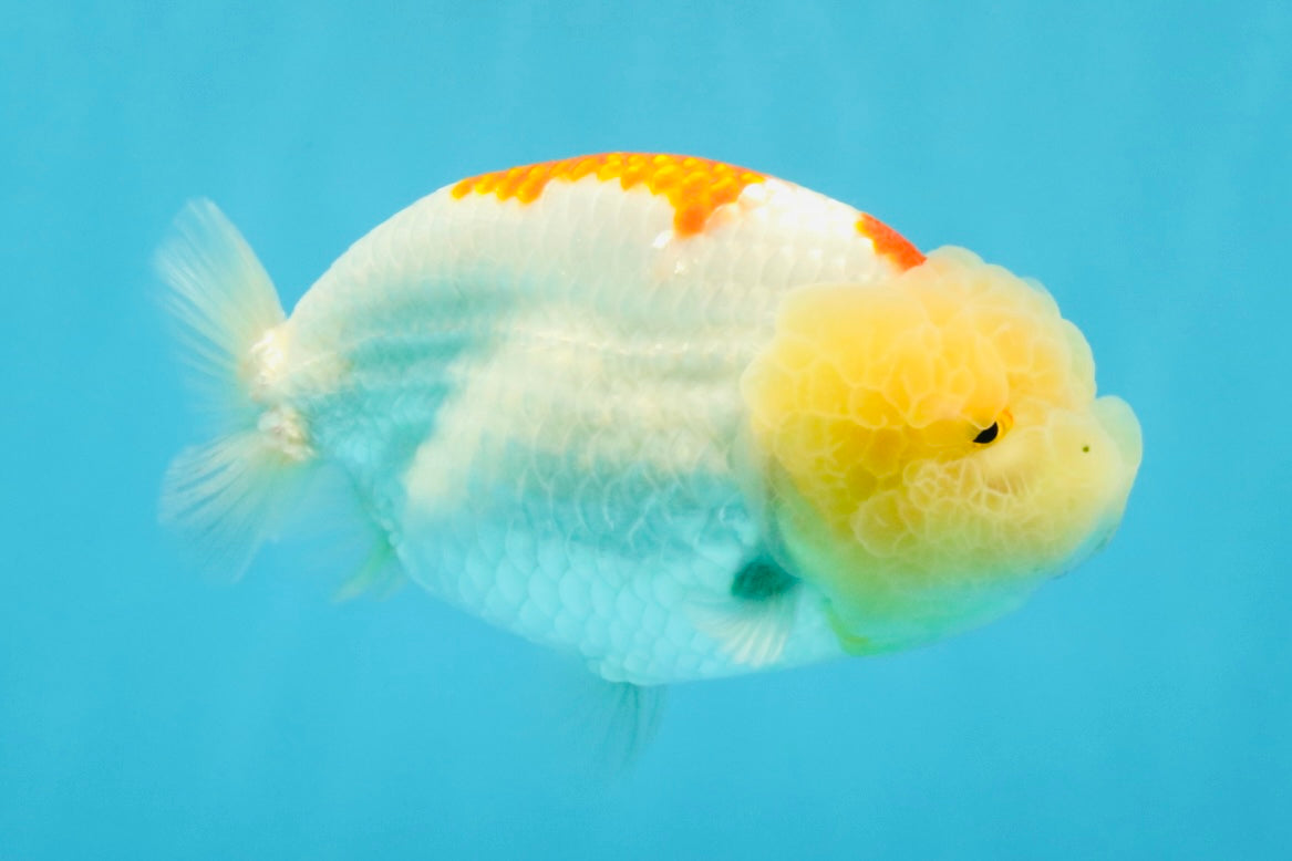 A Grade Red White LionQueen 5 inches #041026LC_14