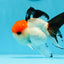 A Grade Tancho Button Eyes Tricolor Oranda Female 4.5 inches #0614OR_23