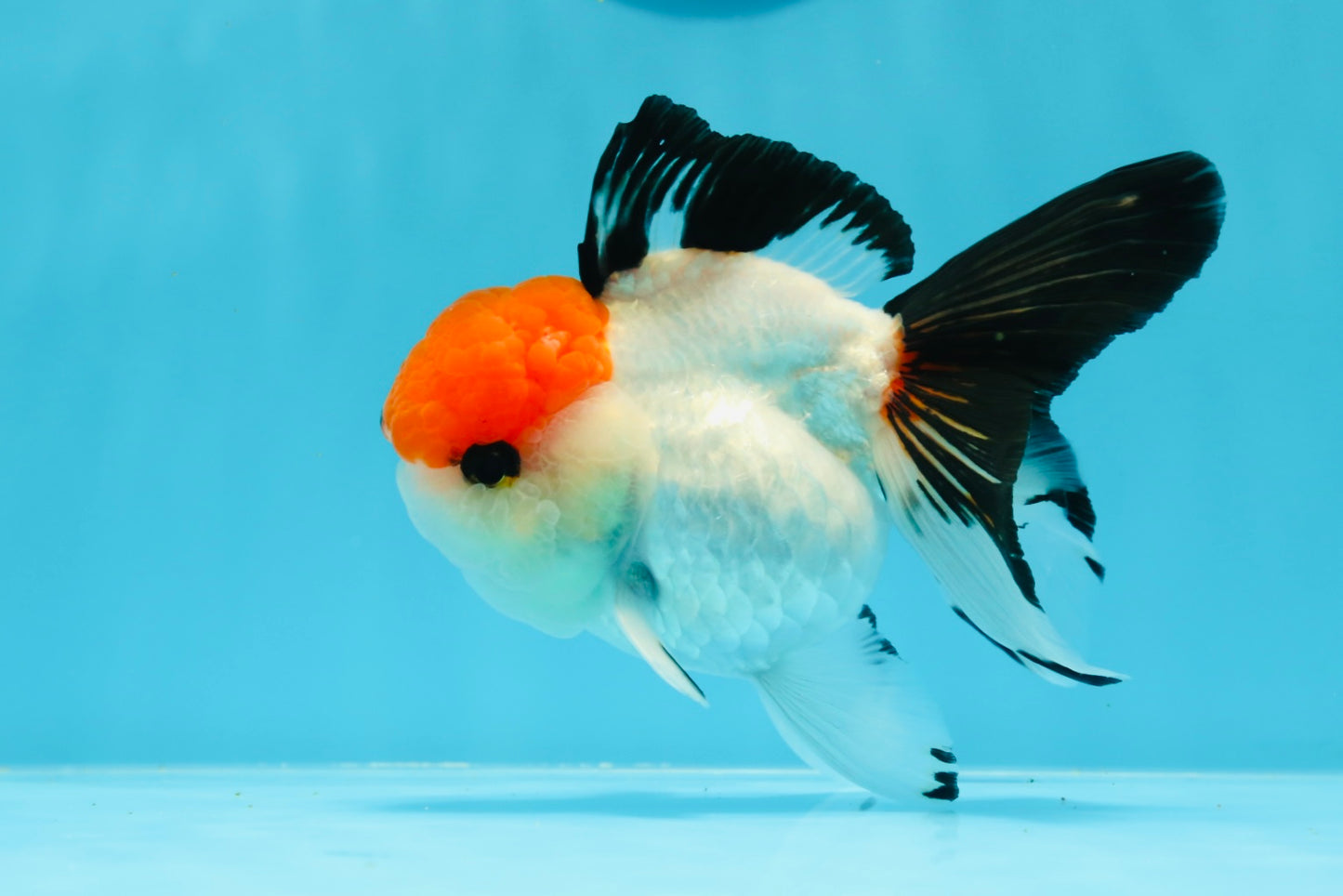 A Grade Tancho Button Eyes Tricolor Oranda Female 4.5 inches #0614OR_23