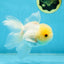 A Grade White Oranda Male 5 inches #060625OR_28