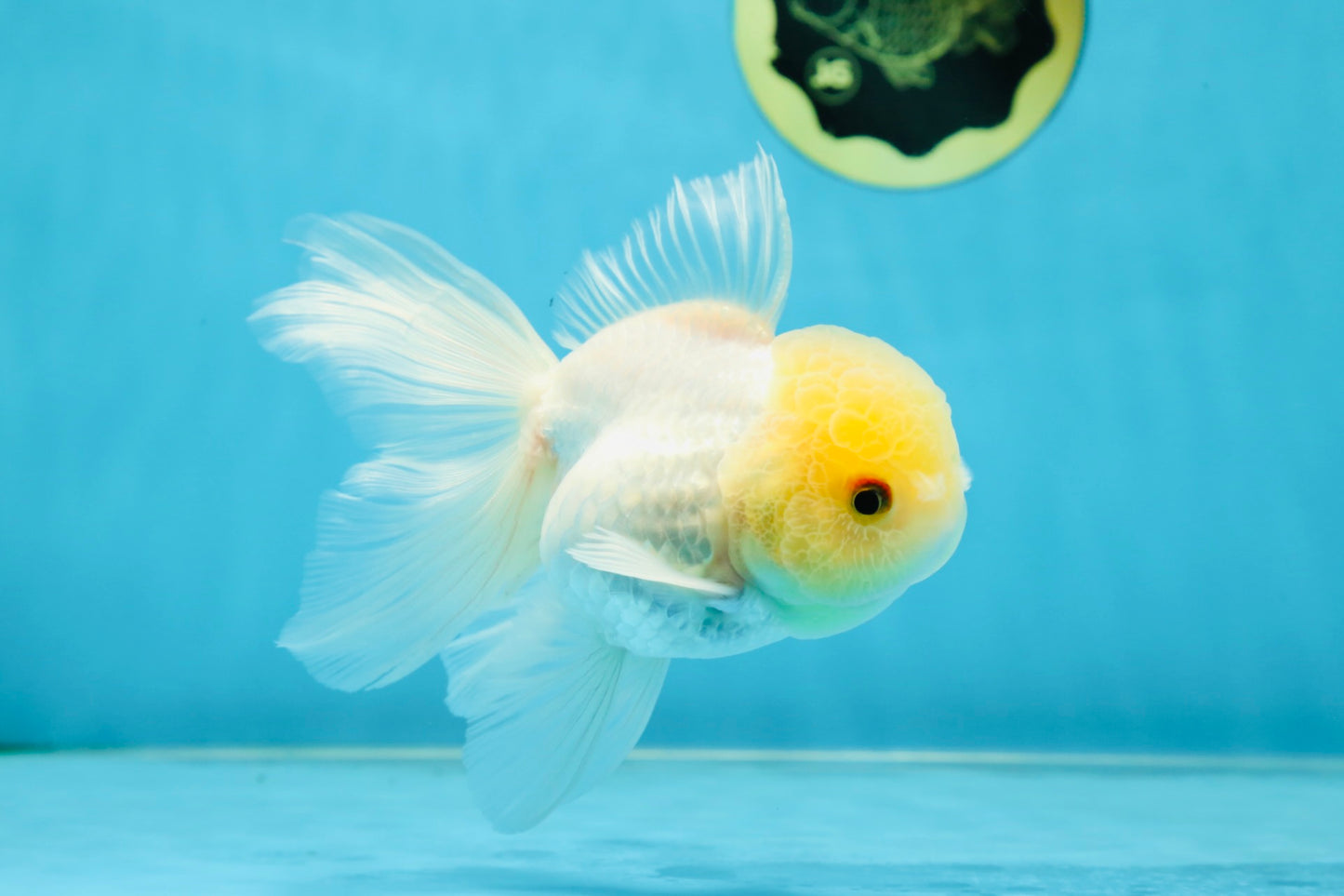 A Grade White Oranda Male 5 inches #060625OR_28
