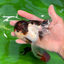 Cheerful Tricolor Oranda Female 4.5 inches #0524OR_05