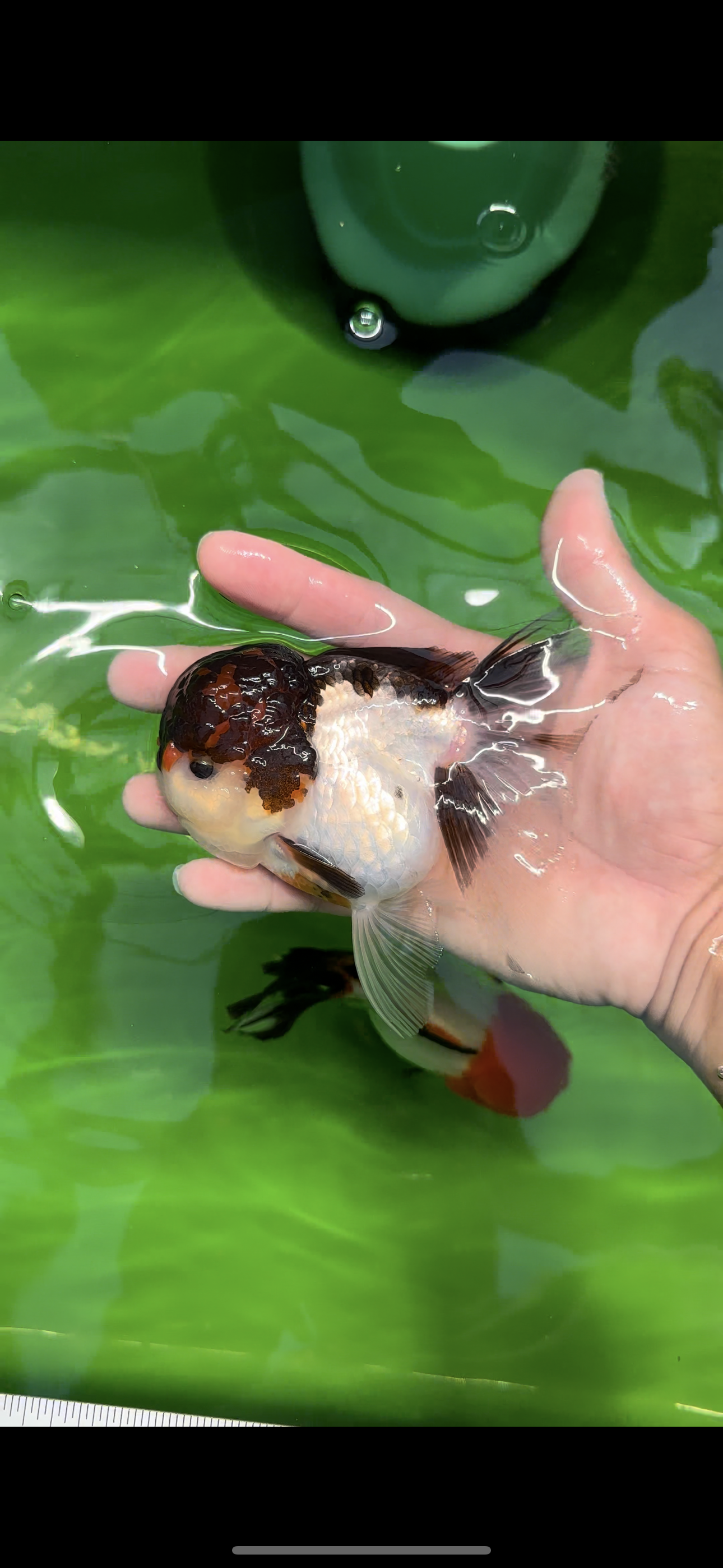 Cheerful Tricolor Oranda Female 4.5 inches #0524OR_05