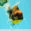 A Grade Tiger Oranda Female 7-7.5 inches #071026OR_04
