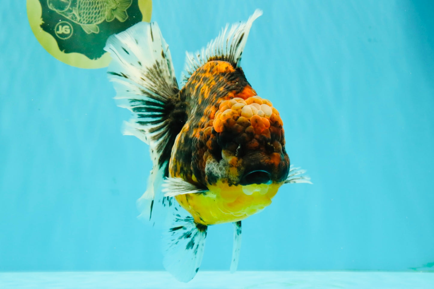 A Grade Tiger Oranda Female 7-7.5 inches #071026OR_04