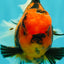 CHARLIE AAA Grade Beautiful Tiger Oranda Male 6-6.5 inches #061926OR_17