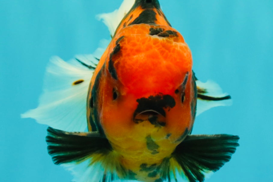 CHARLIE AAA Grade Beautiful Tiger Oranda Male 6-6.5 inches #061926OR_17