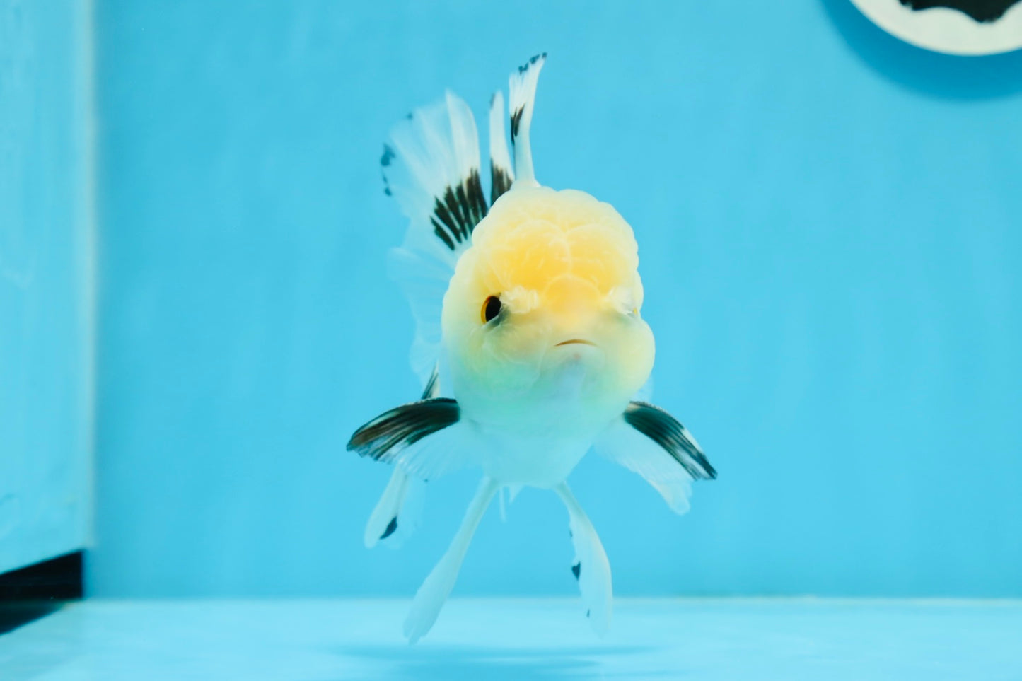 A Grade Panda Button Eyes Oranda Male 5 inches #0920OR_25