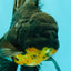 AAA Grade Long Fin Kirin Oranda Male 5.5-6 inches #062626OR_23