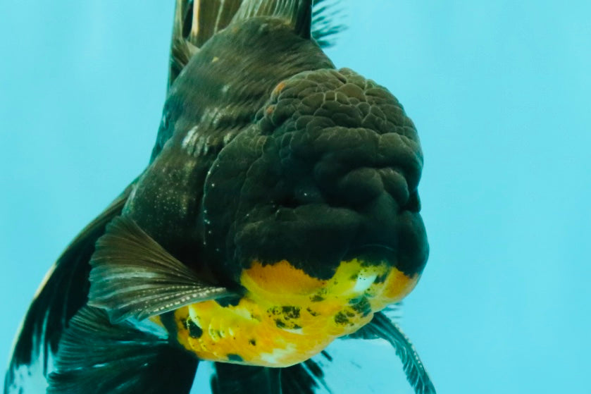 AAA Grade Long Fin Kirin Oranda Male 5.5-6 inches #062626OR_23