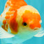 A Grade Kohaku Red White Oranda Male 5.5 inches #101626OR_12