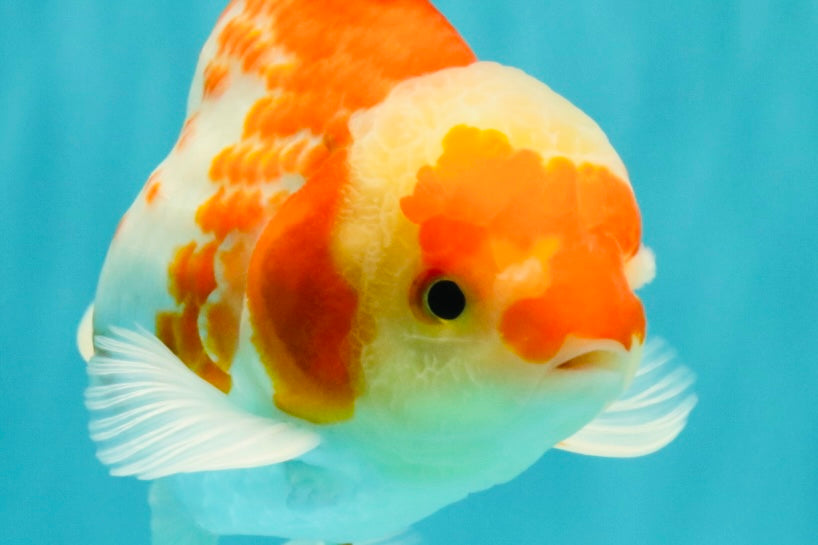 A Grade Kohaku Red White Oranda Male 5.5 inches #101626OR_12