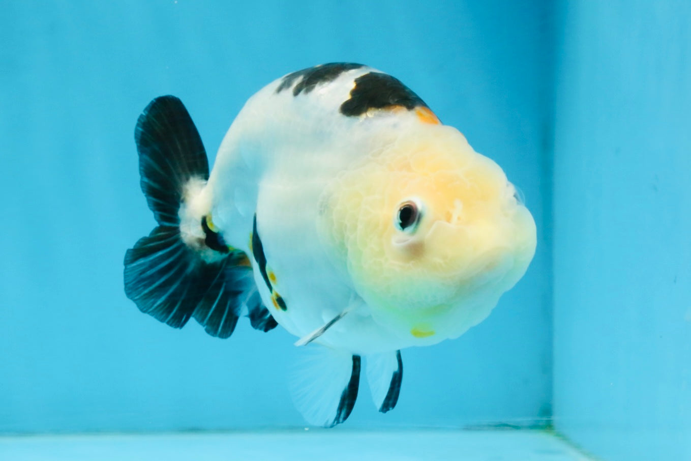 A Grade Calico Chinese Ranchu Female 4.5-5 inches #112125RC_16