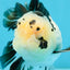 Panda Oranda Male 5.5-6 inches #032726OR_13