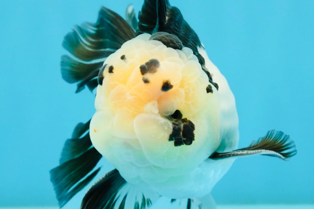 Panda Oranda Male 5.5-6 inches #032726OR_13