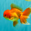 A Grade Red White Oranda Male 6 inches #082826OR_12