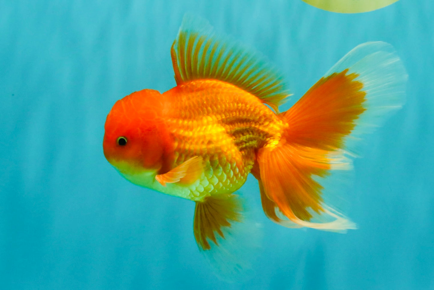 A Grade Red White Oranda Male 6 inches #082826OR_12