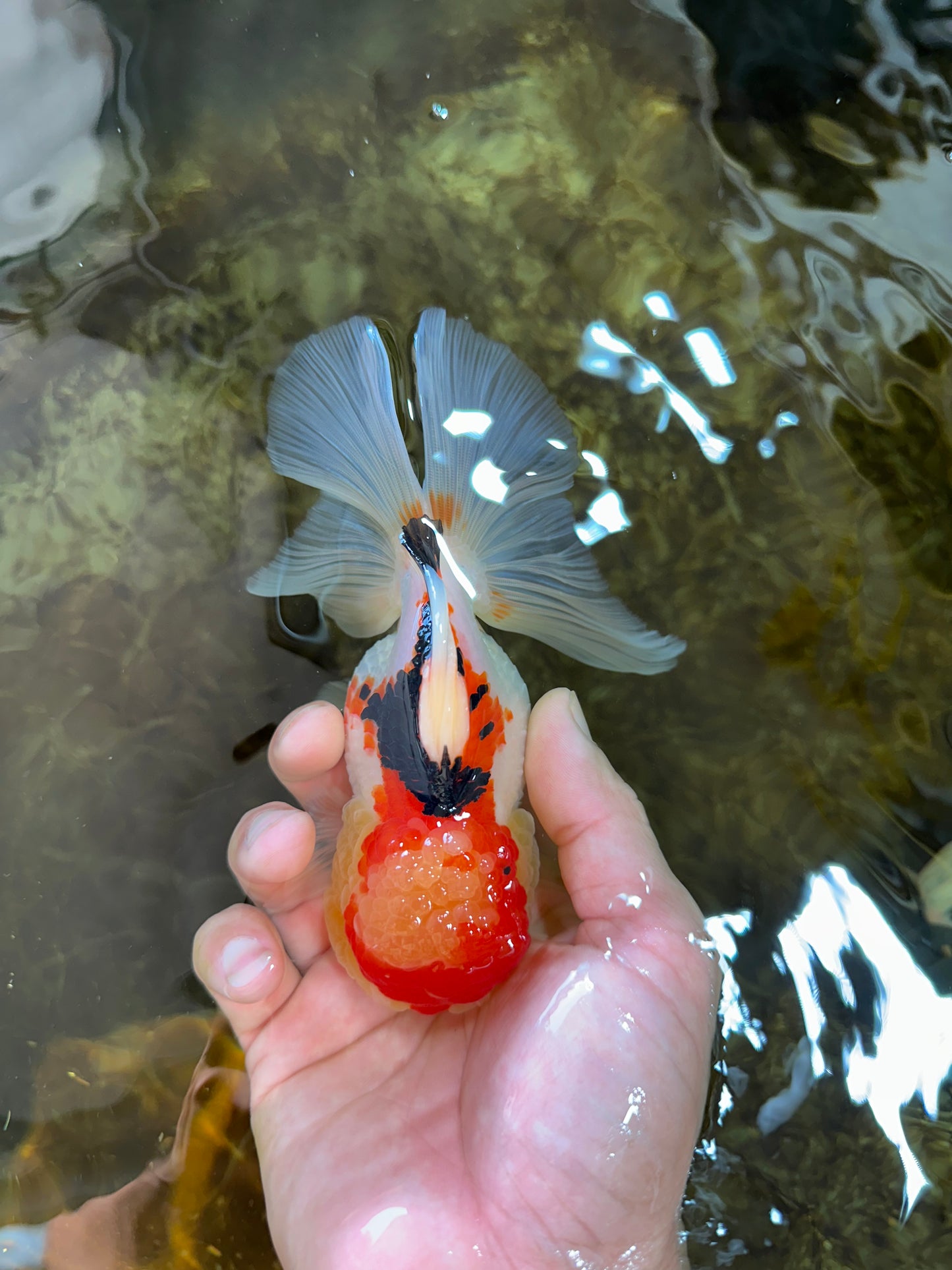 A Grade Chubby Cheeks Tricolor Oranda Female 5.5 inches #081525OR_16