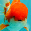 A Grade Red White Oranda Male 5.5 inches #102326OR_17