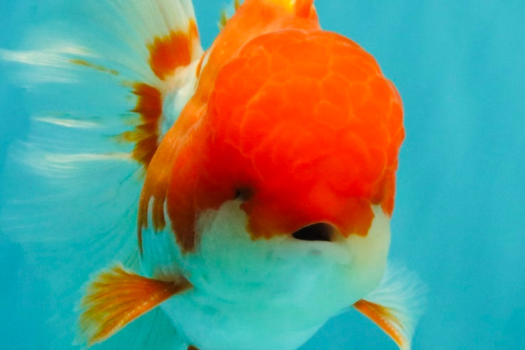 A Grade Red White Oranda Male 5.5 inches #102326OR_17