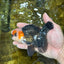 A Grade Tricolor Oranda Male 5 inches #082925OR_06