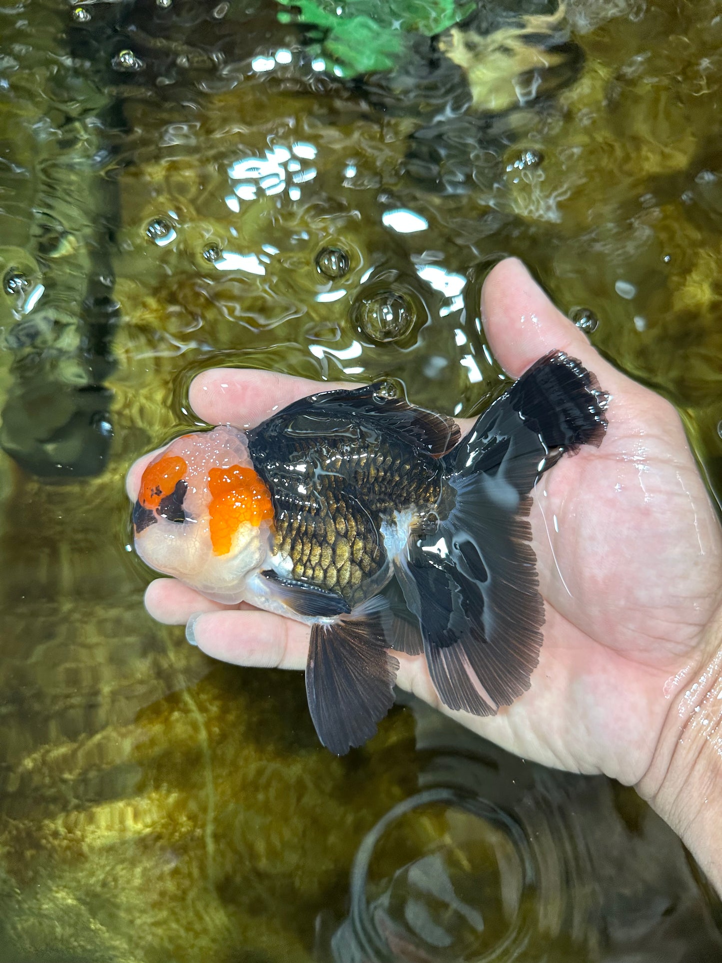 A Grade Tricolor Oranda Male 5 inches #082925OR_06