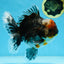 AAA Grade THICK BODY Calico Kirin Oranda Female 6 inches #080825OR_14
