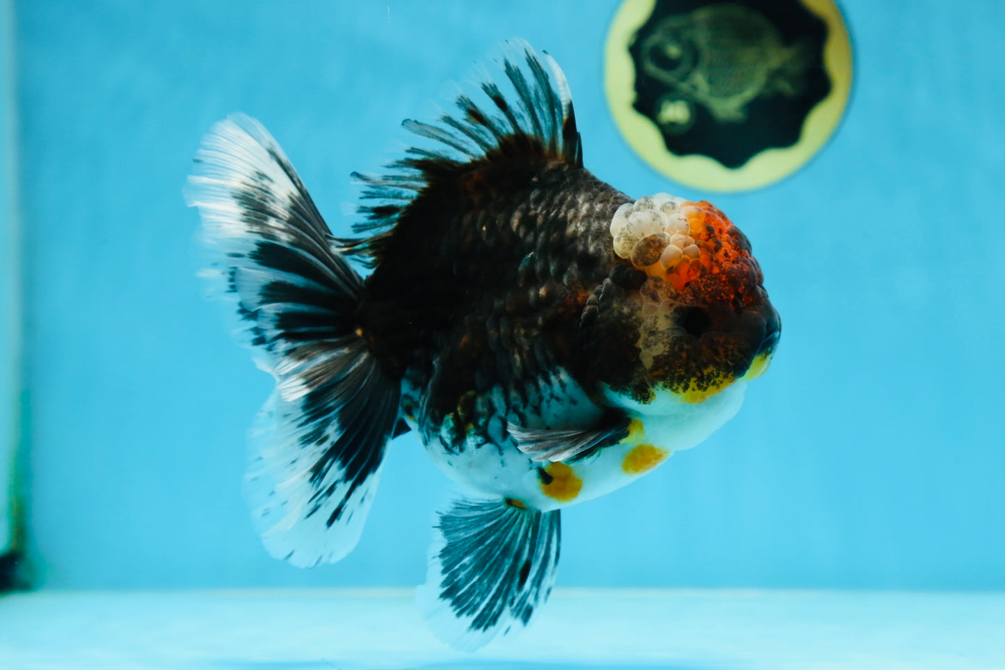 AAA Grade THICK BODY Calico Kirin Oranda Female 6 inches #080825OR_14