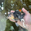 AAA Grade Panda Oranda Male 5 inches #051625OR_28