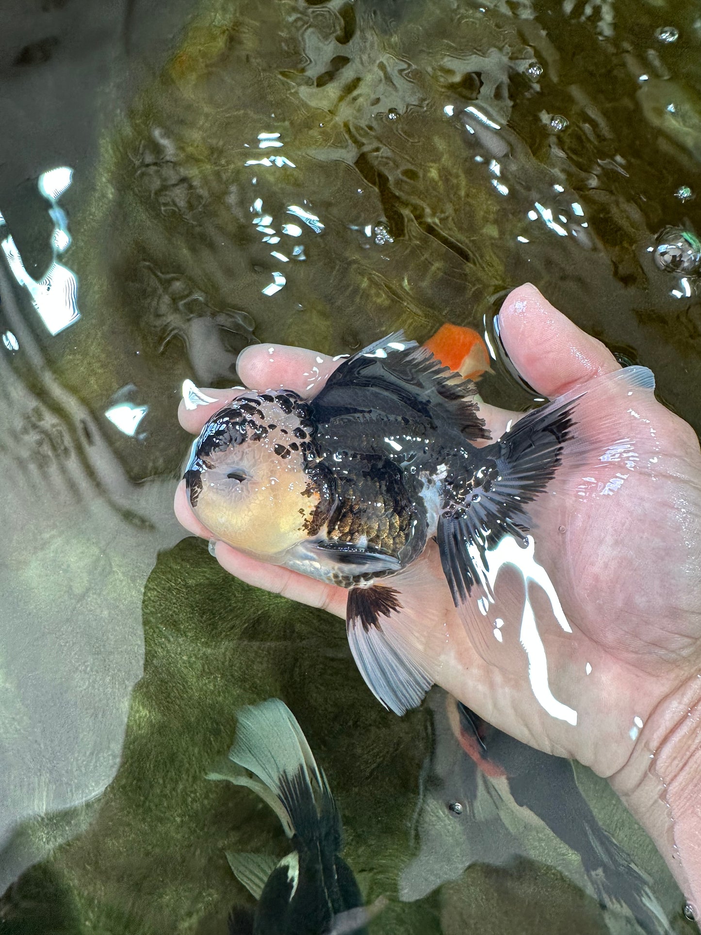 AAA Grade Panda Oranda Male 5 inches #051625OR_28
