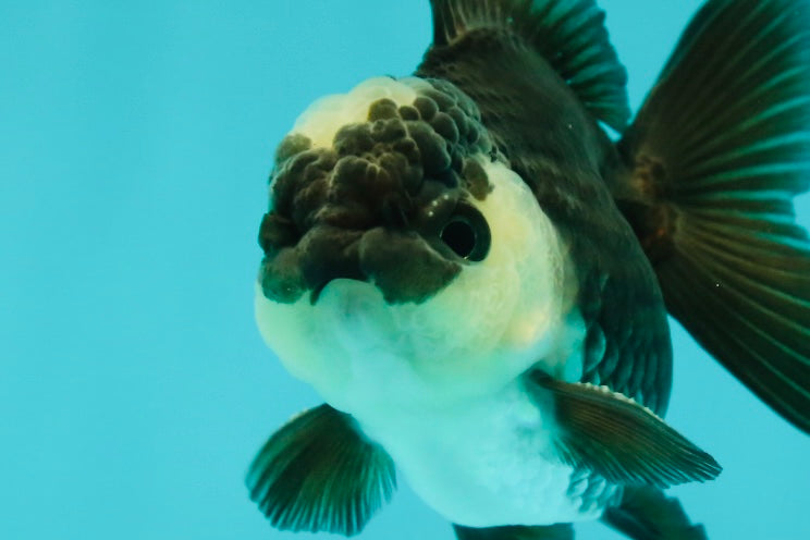 Panda Oranda Male 3-3.5 inches #1018OR_13