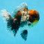 A Grade Kirin Oranda Male 6 inches #080125OR_09