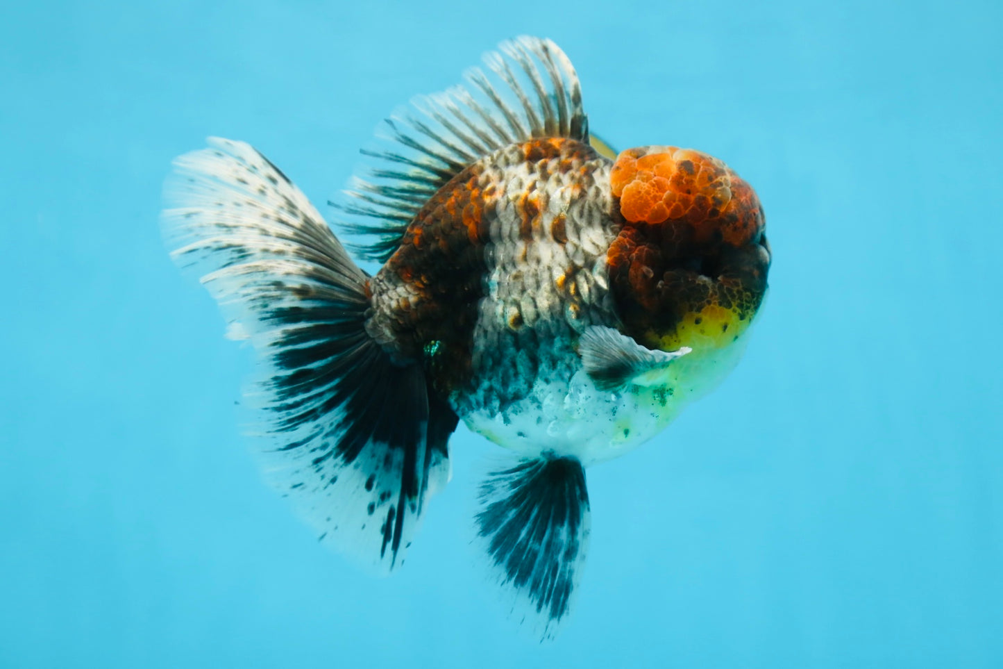 A Grade Kirin Oranda Male 6 inches #080125OR_09