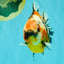 AAA Grade Calico Tiger Yuanbao Male 4.5-5 inches #062626YB_17