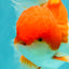 A Grade Red White Oranda Male 5.5 inches #102326OR_17