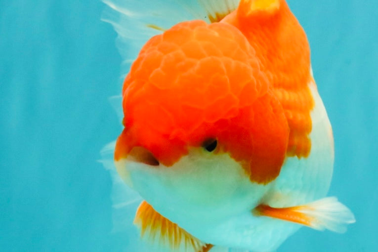 A Grade Red White Oranda Male 5.5 inches #102326OR_17