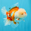 OLAF A Grade Red White Oranda Male 6 inches #040326OR_14
