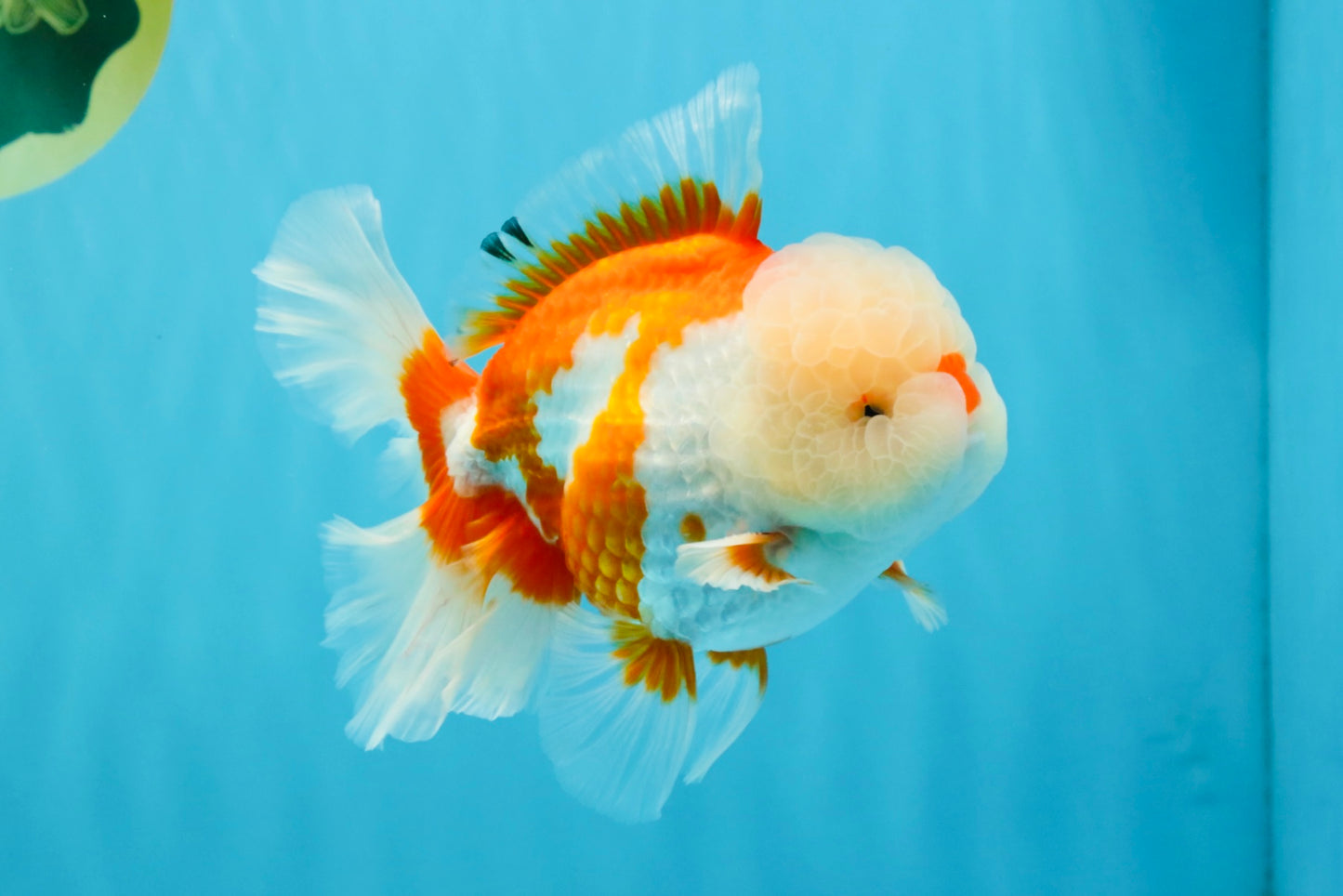 OLAF A Grade Red White Oranda Male 6 inches #040326OR_14