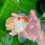 Sakura Oranda macho de color naranja y blanco de grado AAA de 6 pulgadas n.° 0920OR_18